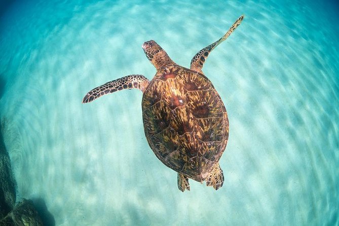 Full Day Oahu Circle Island -Turtle Beach Snorkel at North Shore - Diamond Head and the Amelia Earhart Lookout