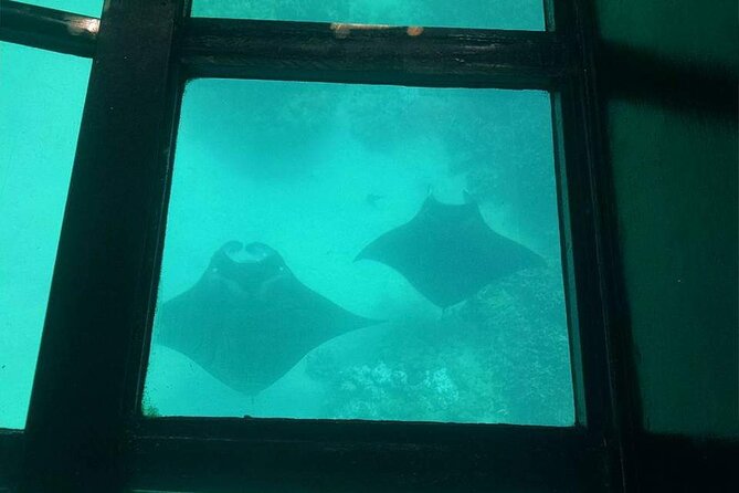 Glass-Bottom Boat Cruise from Waikoloa - A better way to judge the experience