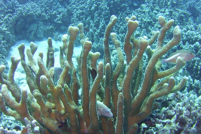 Glass-Bottom Boat Reef Tour - From shallow reef to the deeper drop-off