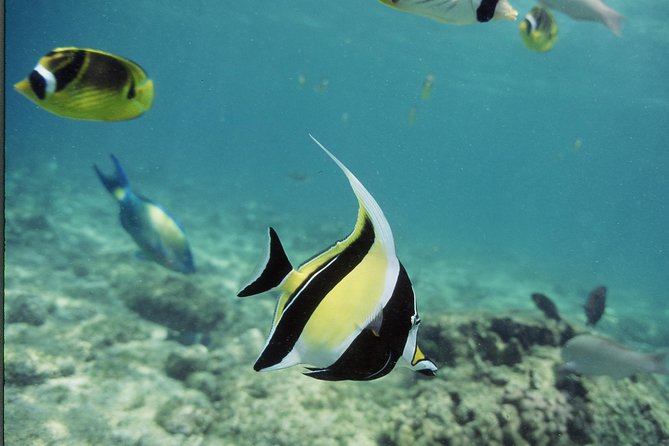 Glass-Bottom Boat Reef Tour - Practical details that affect your day