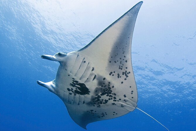 Glow of the Deep: Night Snorkeling with Manta Rays - From Honokohau Harbor to the sunset boat ride