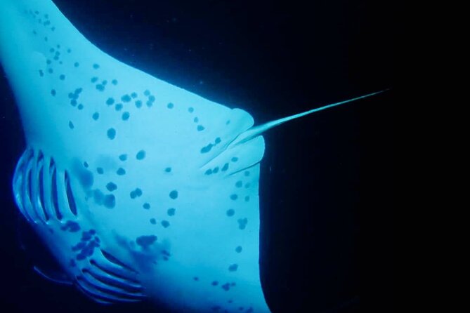 Glow of the Deep: Night Snorkeling with Manta Rays - Sunset departures, night departures, and water temperature