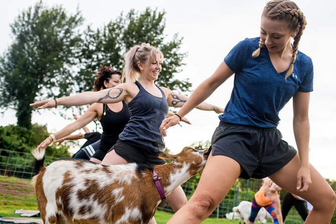 Goat Yoga with Miniature Goats In Maui - Views from Maui’s upper slopes