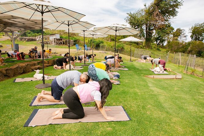 Goat Yoga with Miniature Goats In Maui - Family appeal, with or without a yoga mat