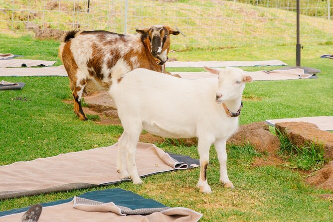 Goat Yoga with Miniature Goats In Maui - The $59 price and what you receive