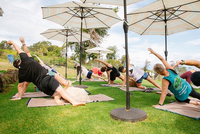Goat Yoga with Miniature Goats In Maui - Getting there and planning the morning