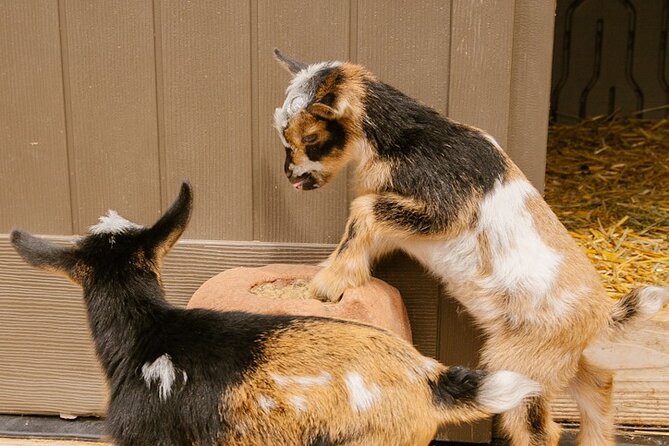Goat Yoga with Miniature Goats In Maui - Who should book Maui Goat Yoga