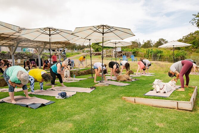 Goat Yoga with Miniature Goats In Maui - Kai, Maui stories, and a warm welcome