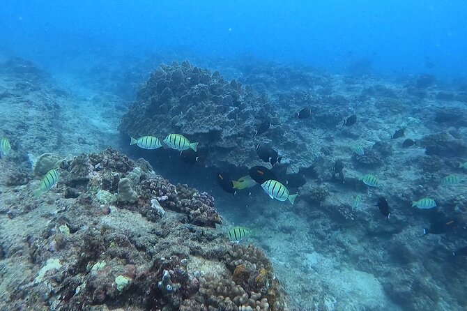Guided Snorkel Tour for Beginners in Honolulu - What happens during the 90-minute session