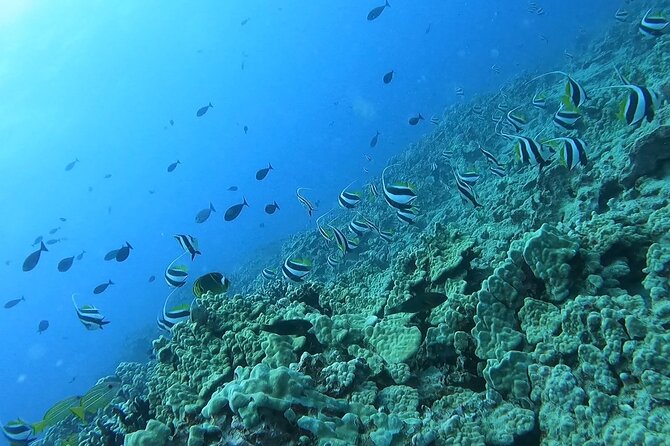 Guided Snorkel Tour for Beginners in Honolulu - The reef, fish, and sheltered water