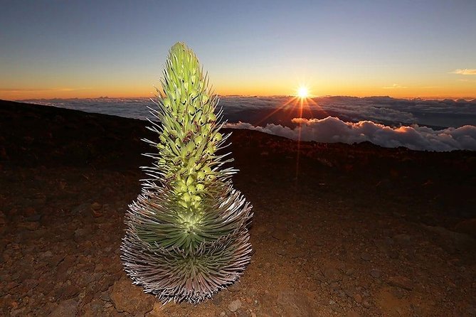 Haleakala Maui Sunset Twilight Tour with Dinner - Climbing from 7,000 feet to the summit