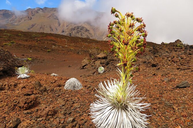Haleakala Sunrise Best Self-Guided Bike Tour - The shuttle gap through Upcountry Maui