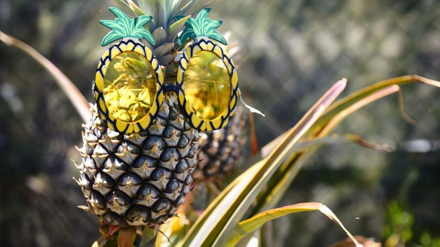 Hali'imaile: Pineapple Farm Tour - Walking into Maui’s pineapple country
