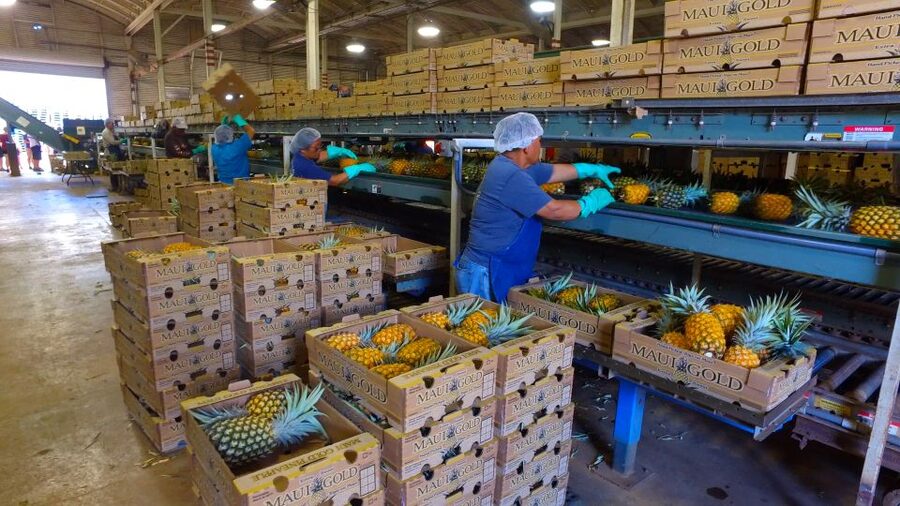Hali'imaile: Pineapple Farm Tour - Fresh pineapple tasting in the field