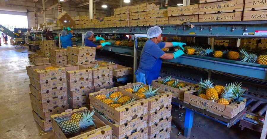 Hali'imaile: Pineapple Farm Tour - Inside the packing side of the farm