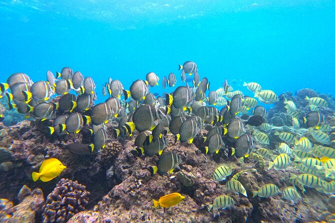Hanauma Bay Guided Snorkel Tour (with guaranteed entrance time) - The gear and instruction you receive