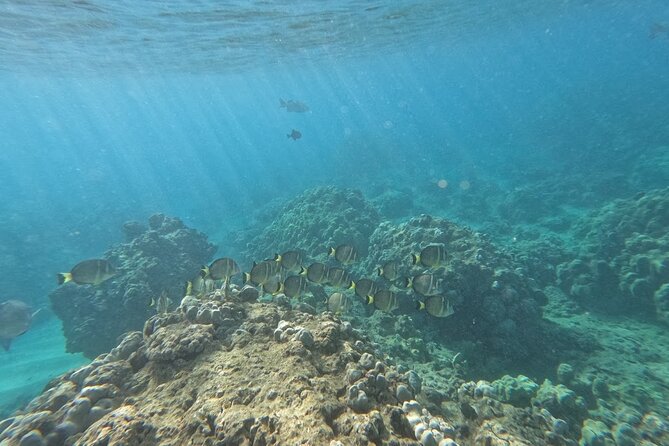 Hanauma Bay Guided Snorkeling Tour with Transportation - Fish, turtles, and the appeal of a local guide