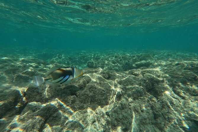Hanauma Bay Guided Snorkeling Tour with Transportation - The photo service adds real value
