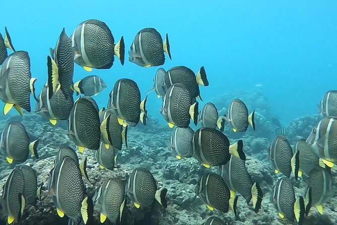Hanauma Bay Guided Snorkeling Tour with Transportation - What the $115 price really includes