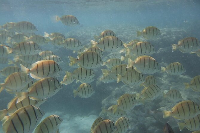 Hanauma Bay Guided Snorkeling Tour with Transportation - What to bring and what to arrange ahead