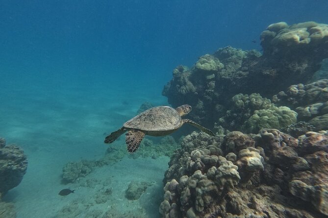 Hanauma Bay Guided Snorkeling Tour with Transportation - What happens once you reach the bay
