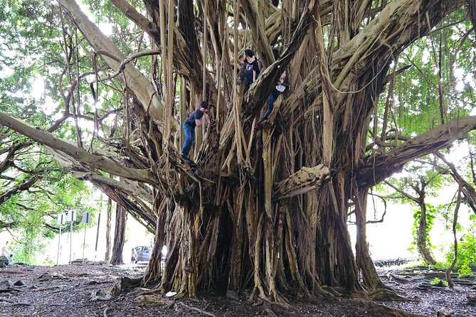 Hawaii Volcanoes, Waterfalls, Beaches & Hilo Highlights Day Tour - Big Island Candies and the sweet stop