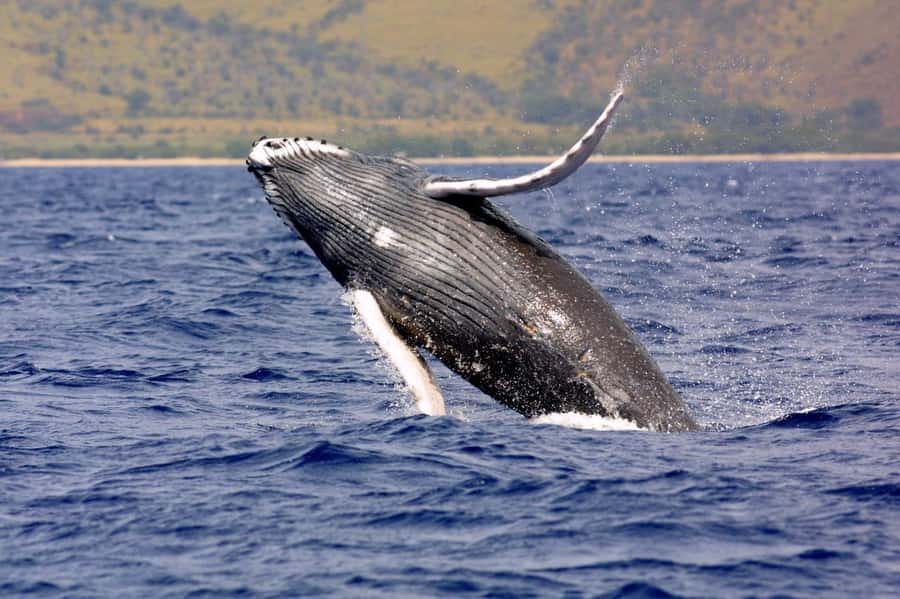 Hilo: Humpback Whale-Watching Cruise with Snacks and Drinks - The Wellcraft Scarab and the small-group advantage