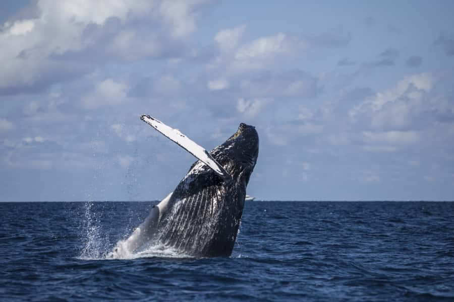 Hilo: Humpback Whale-Watching Cruise with Snacks and Drinks - Snacks, drinks, and weather on the water