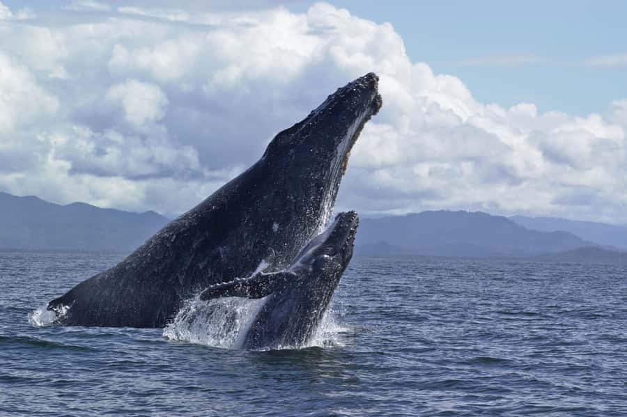 Hilo: Humpback Whale-Watching Cruise with Snacks and Drinks - Why winter makes the trip worthwhile