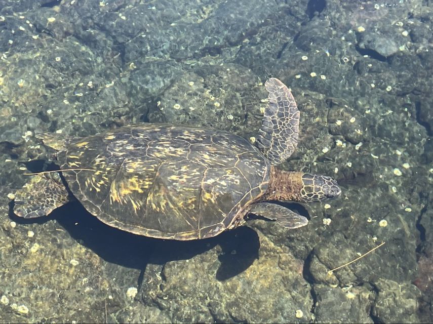 Hilo: Sea Turtle Lagoon and Black Sand Beach Snorkel - Quick takeaways for this Hilo snorkel