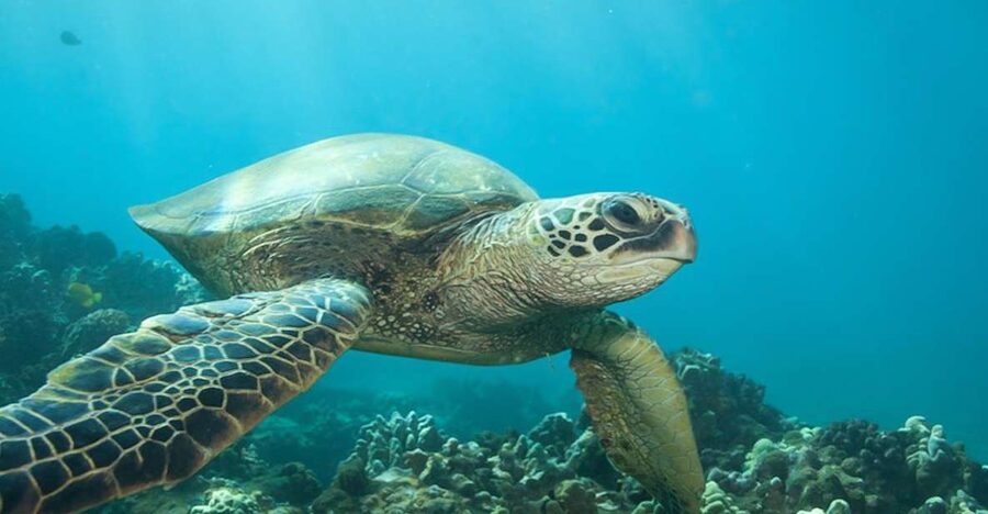 Hilo: Sea Turtle Lagoon and Black Sand Beach Snorkel - Two Hilo snorkel stops, not a boat excursion
