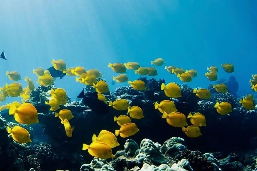 Hilo: Sea Turtle Lagoon and Black Sand Beach Snorkel - Local explanations make the coast easier to understand