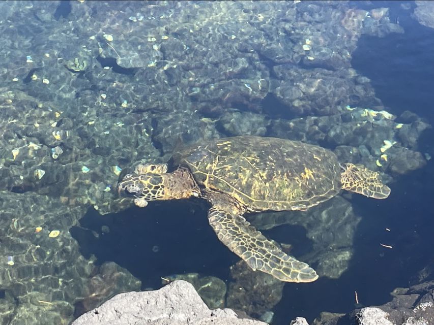 Hilo: Sea Turtle Lagoon and Black Sand Beach Snorkel - Price, cancellation, and weather planning
