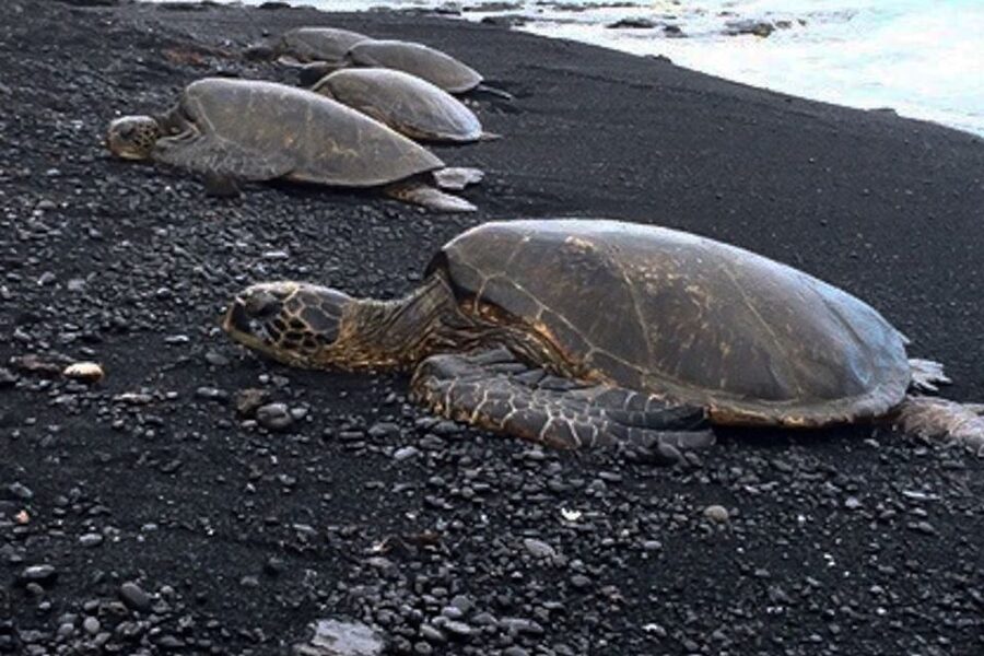 Hilo: Sea Turtle Lagoon and Black Sand Beach Snorkel - What you may see below the surface