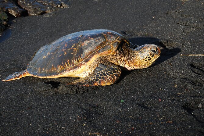 Hilo Shore Excursion: Volcanoes National Park & Black Sand Beach - Hawaii Volcanoes National Park and Kilauea