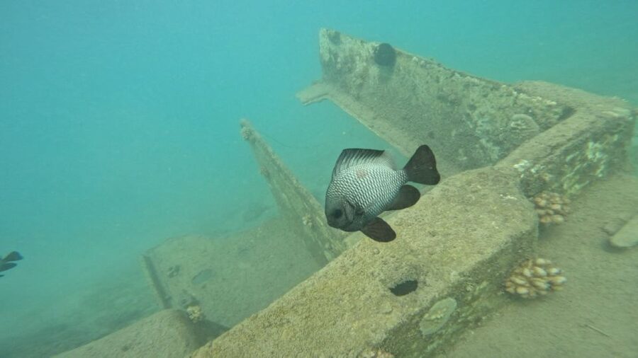 Honolulu: Beginner Scuba Diving Tour With Free Videos - A gentle first step at Magic Island Lagoon