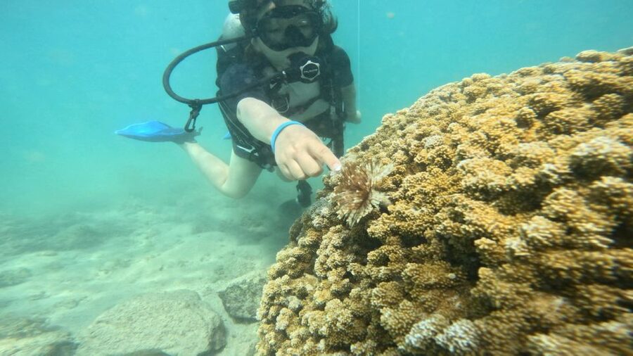 Honolulu: Beginner Scuba Diving Tour With Free Videos - The safety briefing comes first