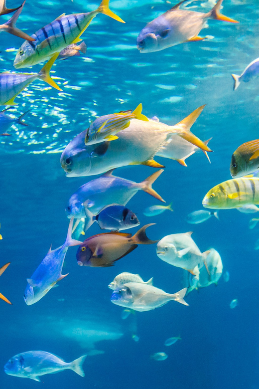 Honolulu: Glass Bottom Boat Tour along Oahu's South Shore - Key points to know before you go
