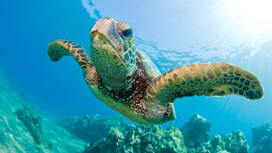 Honolulu: Glass Bottom Boat Tour along Oahu's South Shore - Who will enjoy this boat ride most