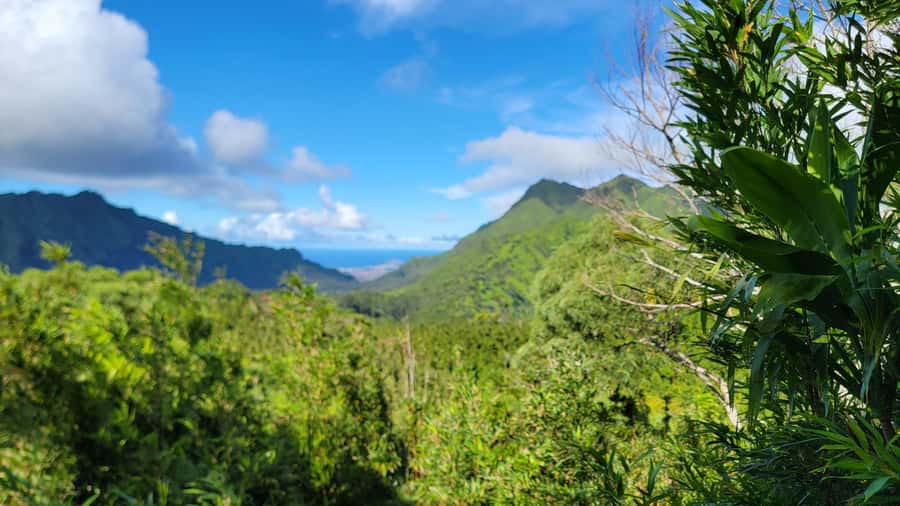 Honolulu: Hawaiian Volcanic Rainforest Hike - Key points to know