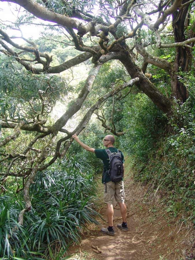 Honolulu: Hawaiian Volcanic Rainforest Hike - The useful gear and what you should bring