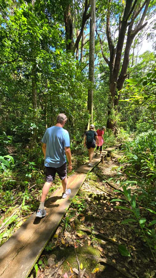 Honolulu: Hawaiian Volcanic Rainforest Hike - Why this rainforest hike feels different from a standard Oahu walk