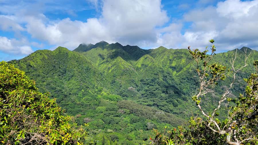 Honolulu: Hawaiian Volcanic Rainforest Hike - Entering Oahu’s native rainforest