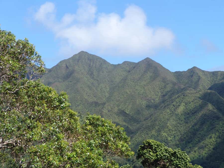 Honolulu: Hawaiian Volcanic Rainforest Hike - The 600-foot climb and what it demands