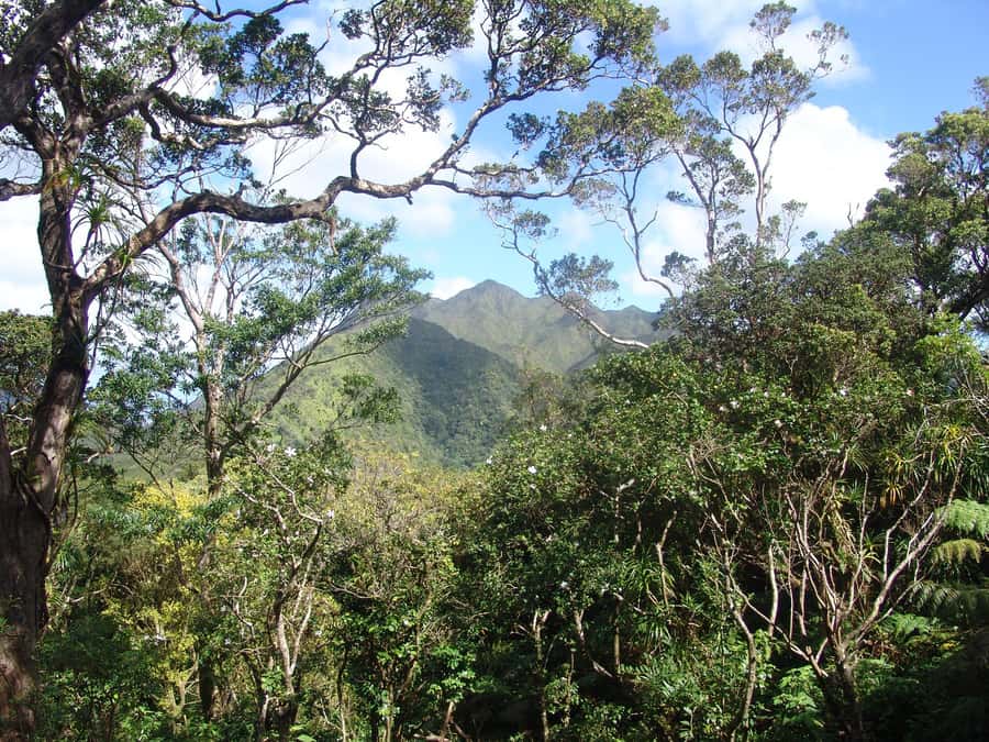 Honolulu: Hawaiian Volcanic Rainforest Hike - What the guide adds to the experience