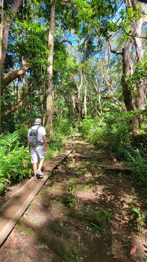 Honolulu: Hawaiian Volcanic Rainforest Hike - Starting with transport from Waikiki, Kahala, or Aloha Tower