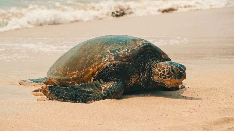 Honolulu: Highlights of Oahu Small Group Tour - Waikiki stories before the road opens