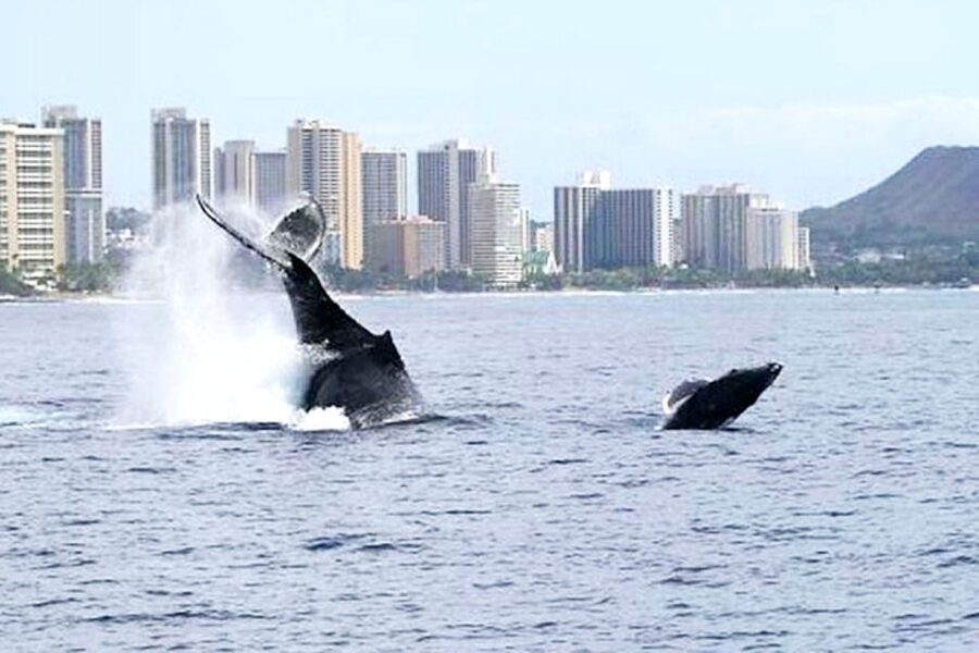 Honolulu, Oahu: Waikiki Whale Watching Cruise - The Ocean Intrigue and the 90-minute route