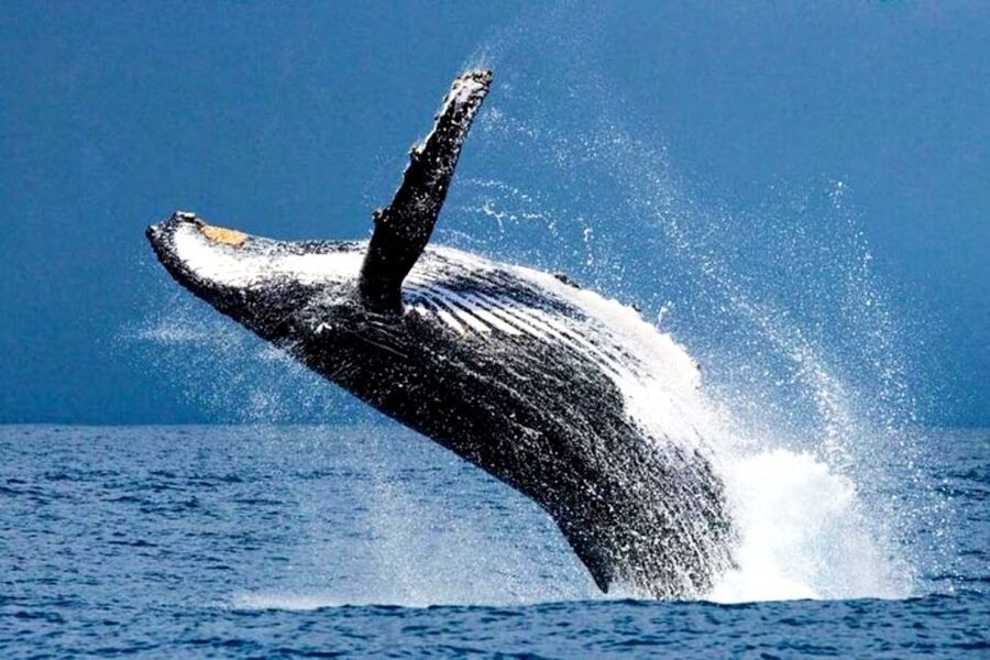 Honolulu, Oahu: Waikiki Whale Watching Cruise - Dolphins, turtles, and flying fish
