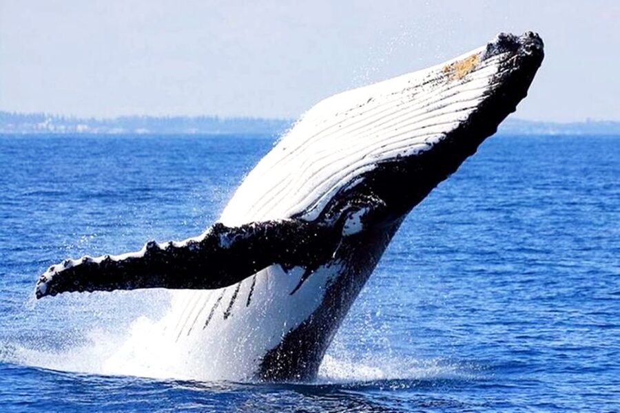 Honolulu, Oahu: Waikiki Whale Watching Cruise - Is $39 a good value?